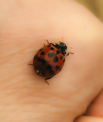 Harmonia axyridis