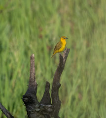 Ploceus brachypterus