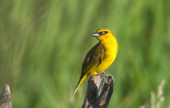 Ploceus brachypterus