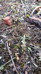Bulbine filifolia