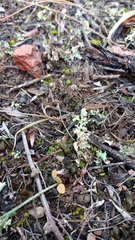 Bulbine filifolia
