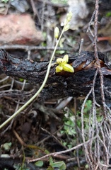 Bulbine filifolia
