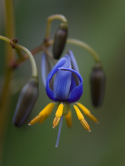 Dianella