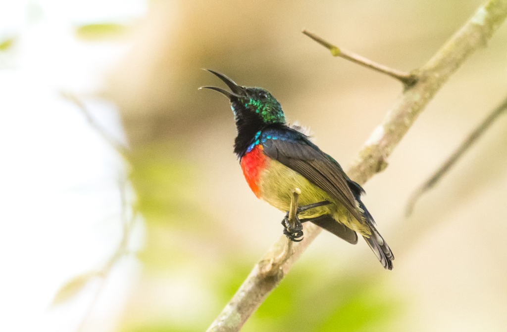 Olive-Bellied Sunbird