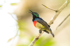 Olive-Bellied Sunbird photo 1