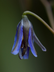Dianella