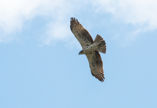 Ayres's Hawk-Eagle