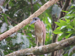 Cochlearius cochlearius