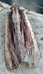 Apamea verbascoides