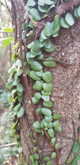 Lemmaphyllum microphyllum