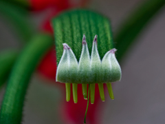 Anigozanthos manglesii