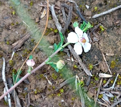 Anisodontea fruticosa