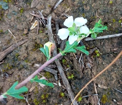 Anisodontea fruticosa