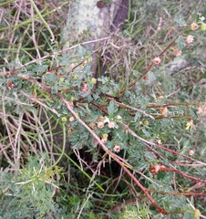 Anisodontea fruticosa