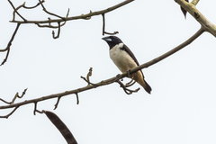 Spermestes fringilloides