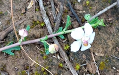 Anisodontea fruticosa