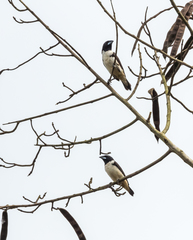 Spermestes fringilloides