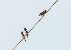 Spermestes fringilloides