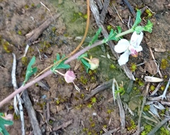 Anisodontea fruticosa