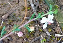 Anisodontea fruticosa