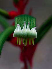 Anigozanthos manglesii