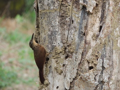 Xiphorhynchus susurrans
