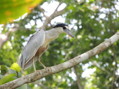 Cochlearius cochlearius