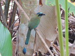Momotus subrufescens