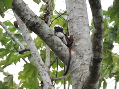 Saguinus oedipus