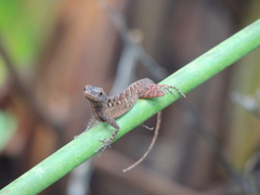 Anolis