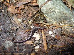 Plethodon welleri