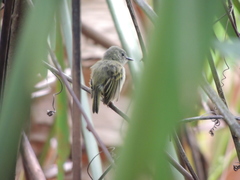 Poecilotriccus sylvia
