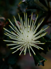 Banksia sessilis