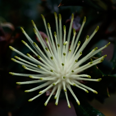 Banksia sessilis