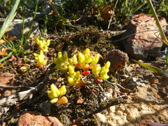 Crassula sebaeoides