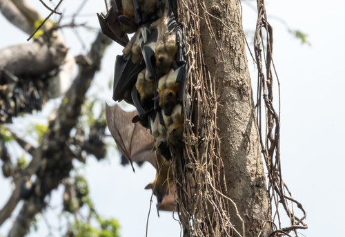 Straw-coloured Fruit Bat