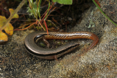 South-Eastern Slider photo 3
