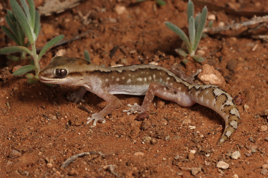 Forked Gecko