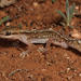 Diplodactylus furcosus - Photo Sem direitos reservados, uploaded by Connor Margetts