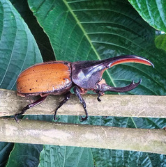 Dynastes ecuatorianus