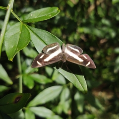 Synargis regulus