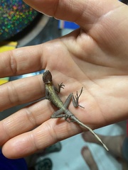 Anolis apletophallus