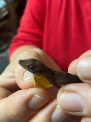 Anolis apletophallus