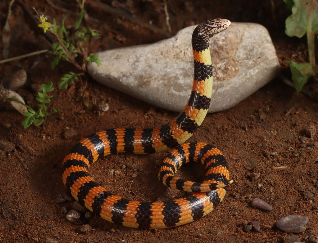 Desert Banded Snake