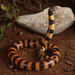Southern Desert Banded Snake - Photo no rights reserved, uploaded by Connor Margetts