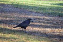 Corvus frugilegus
