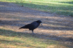 Corvus frugilegus