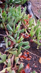 Carpobrotus mellei
