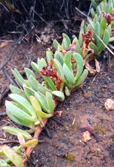 Carpobrotus mellei