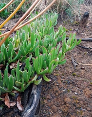 Carpobrotus mellei